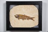 Knightia Fossil Fish From Wyoming with Display Case - 2 to 2 1/2" - Photo 3